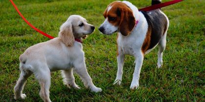 Obbligo di controllo dei cani