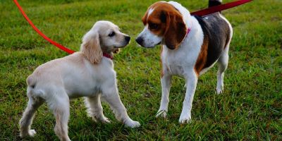 CANI AL GUINZAGLIO